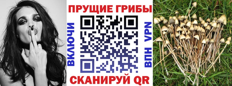 Галлюциногенные грибы прущие грибы Таганрог